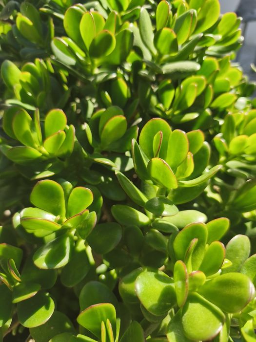 Vaso enorme de planta Jade (fortuna/amizade)