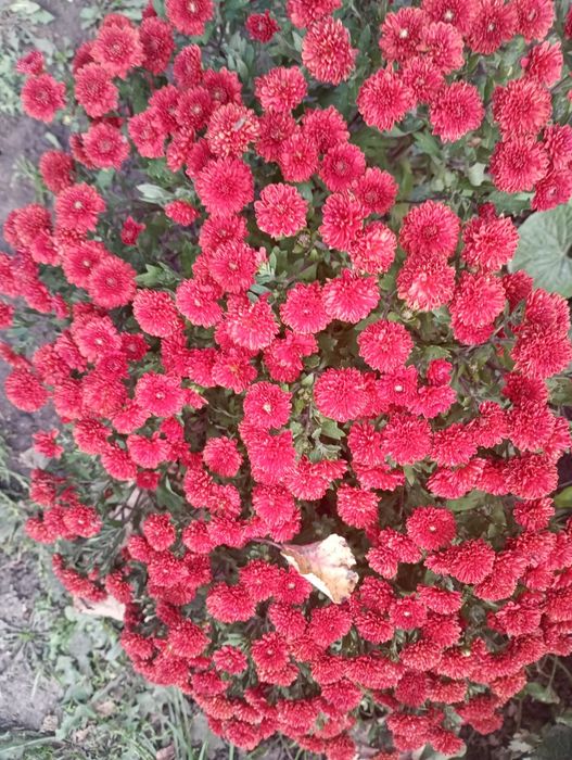 Пропоную хрезонтема рання мультифлора