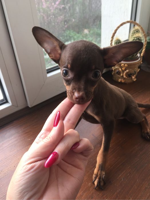 Тойки шоколадочки