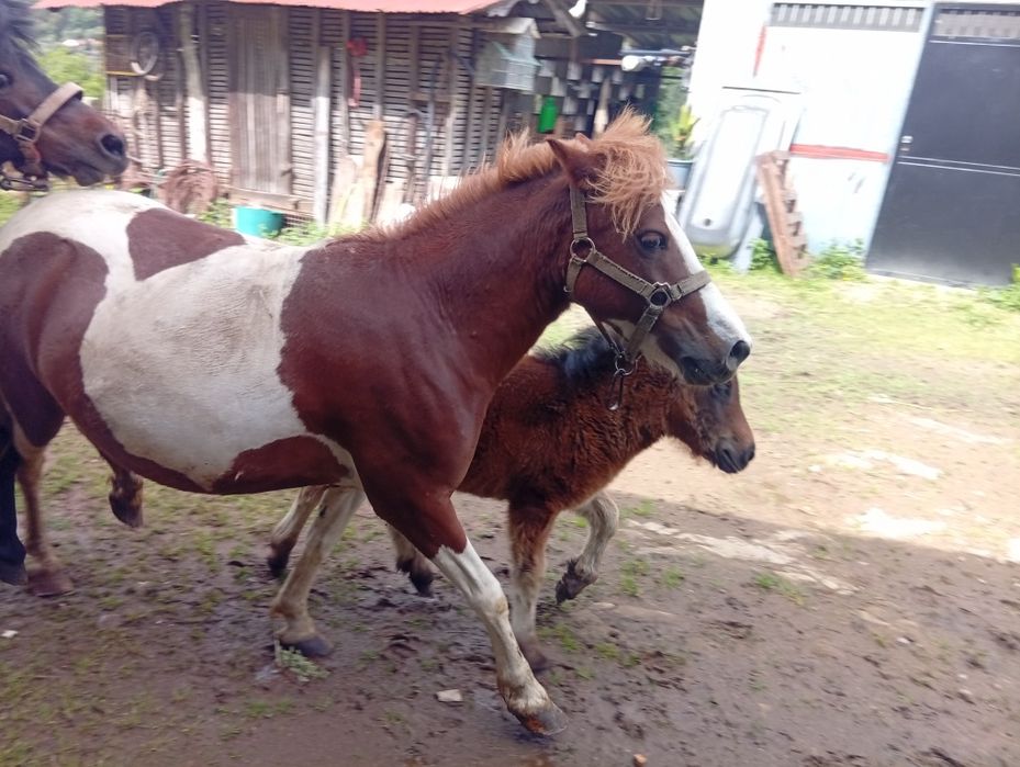 Pônei fêmea com filho de dois meses e meio