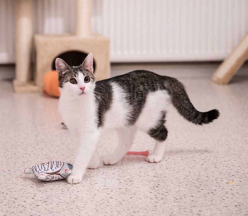 Kotka do adopcji - LOLA, 1 rok