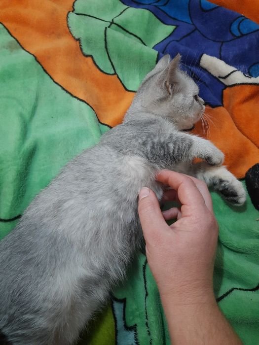 Кошеня хлопчик страйтт