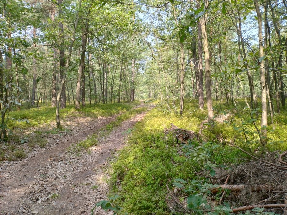 Piękna działka leśno rekreacyjna