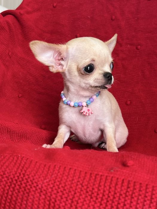 Chihuahua Macho disponivel