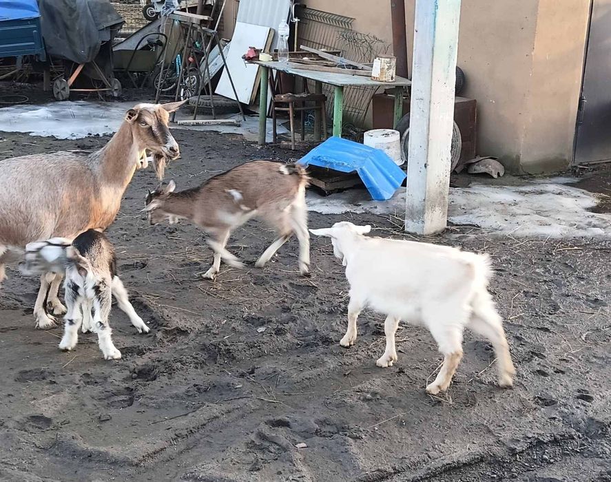 Продам козочку і козлика