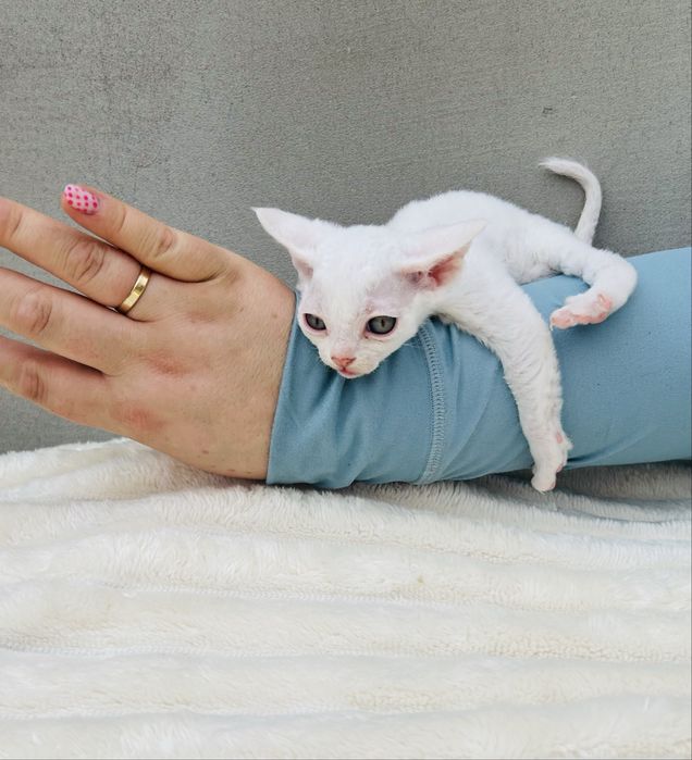 Biały kocurek Devon Rex