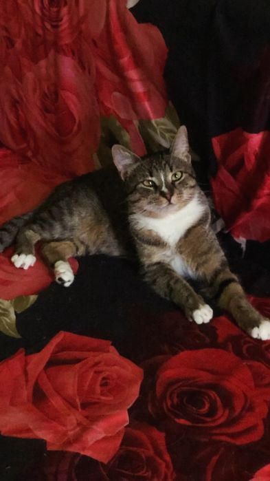 Отдам кошку лесного окраса, стерилизована,  привита,  1,5 года