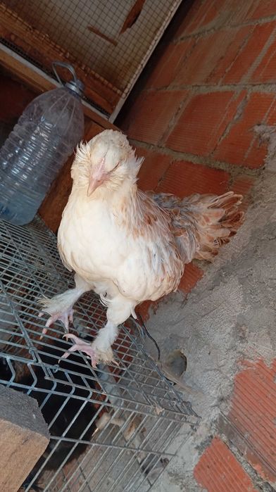 Favorelles Fêmea