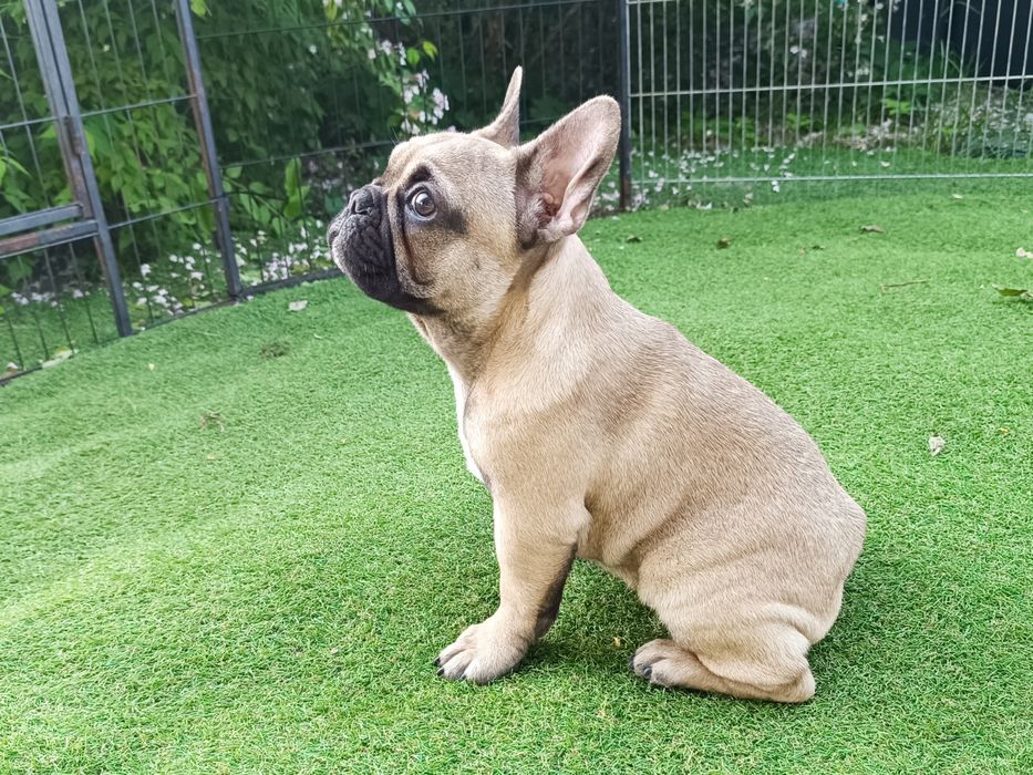 Buldog francuski płowy piesek