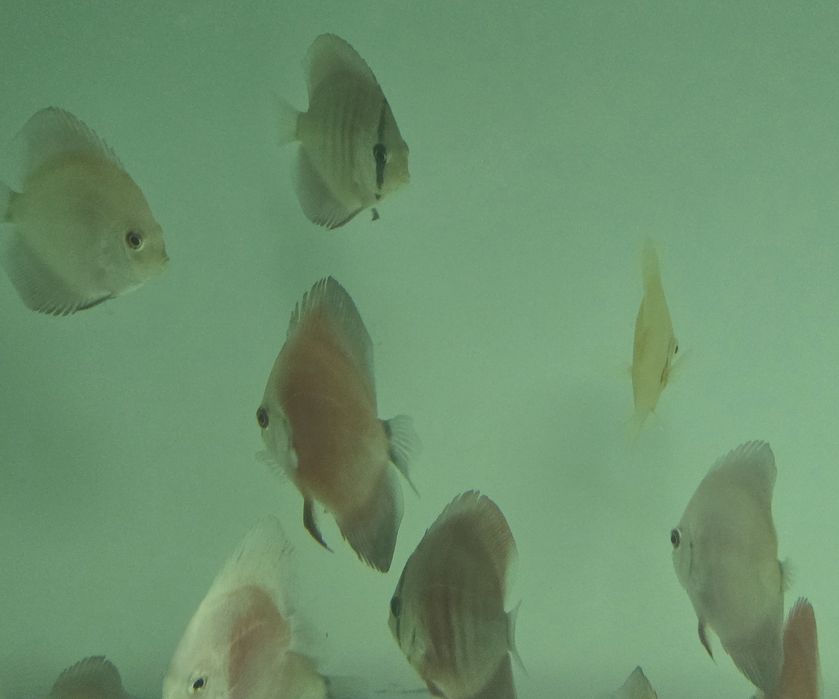 Pack 5 discus  7 9 cm por apenas 150€