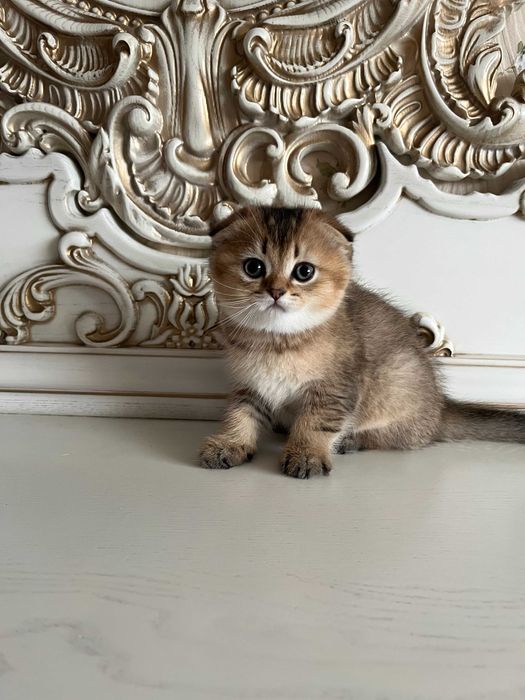 Розкішний шотландський хлопчик Скоттіш Фолд. Золота шиншила.