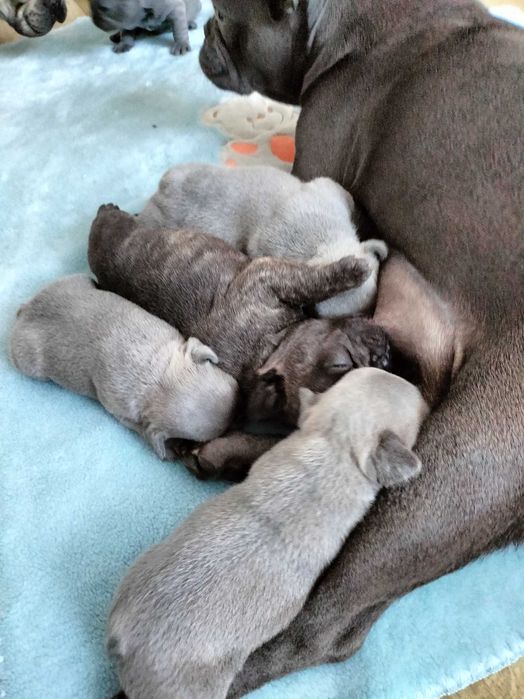 Buldog francuski blue