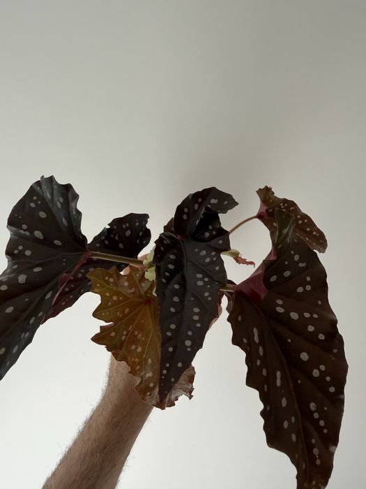 Begonia black forest