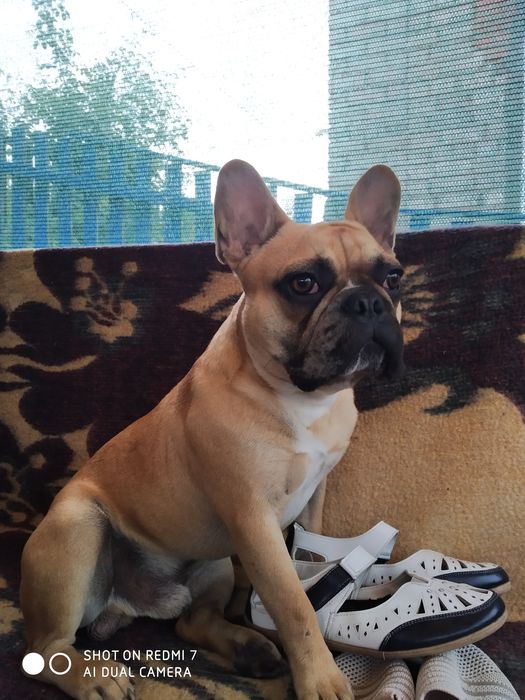 Кобель французского бульдога окраса палевый мерле, вязка