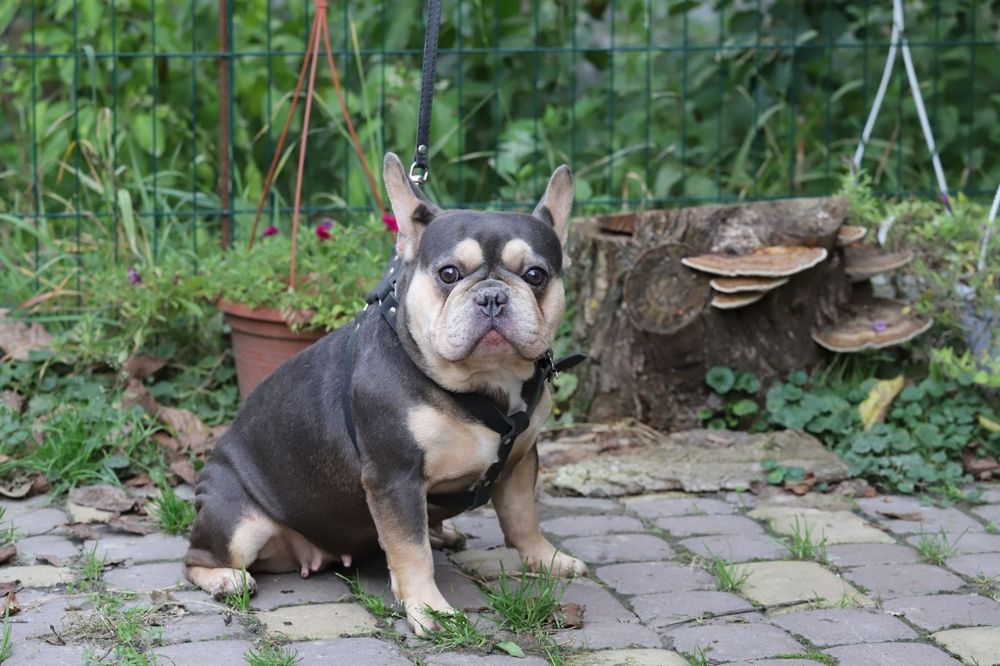 Лилово подпалая девочка французского бульдога