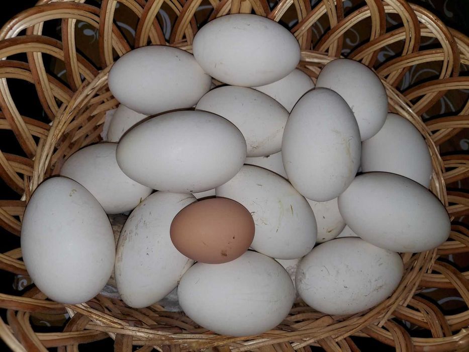 Яйця Гусей Великі для Писанки.