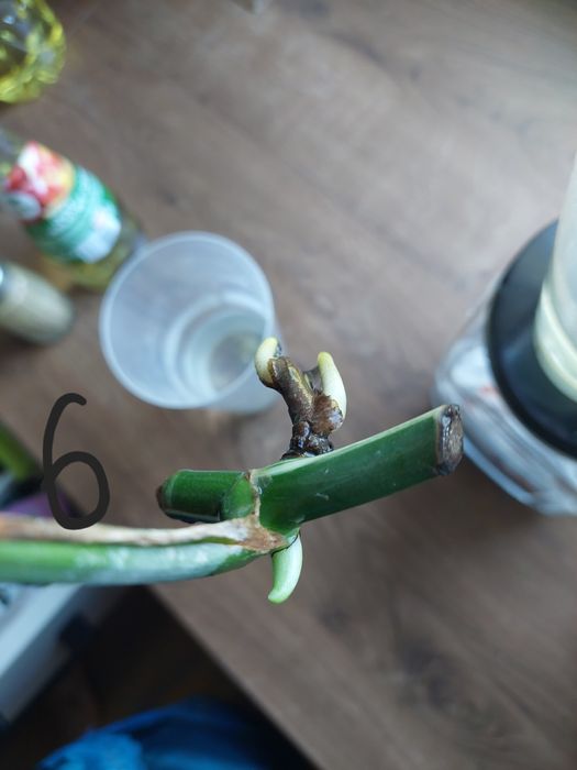 Monstera variegata ukorzenione pędówki z liściem