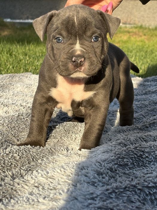 Genialne szczeniaki Amstaff z rodowodem.