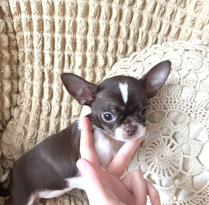 Девочка чихуа шоколад, 3,5 месяца