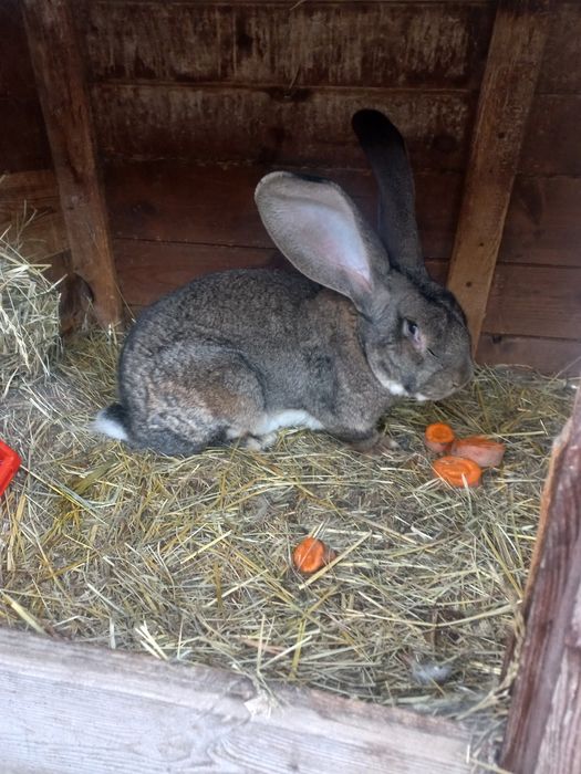 Belgi młode sprzedam