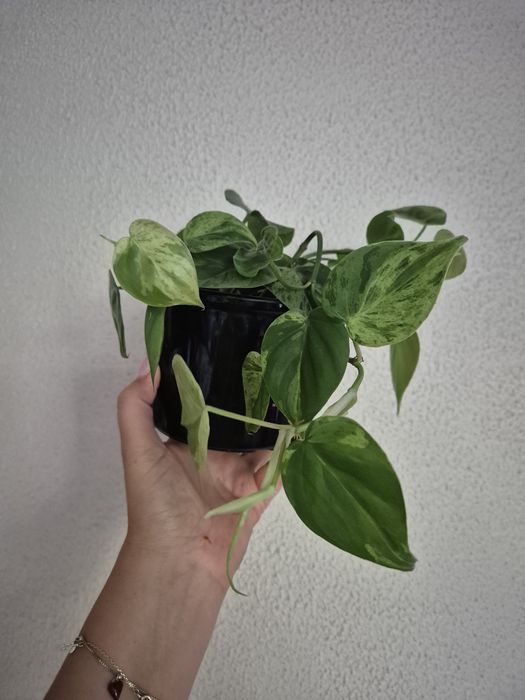 Philodendron Hederaceum Variegata