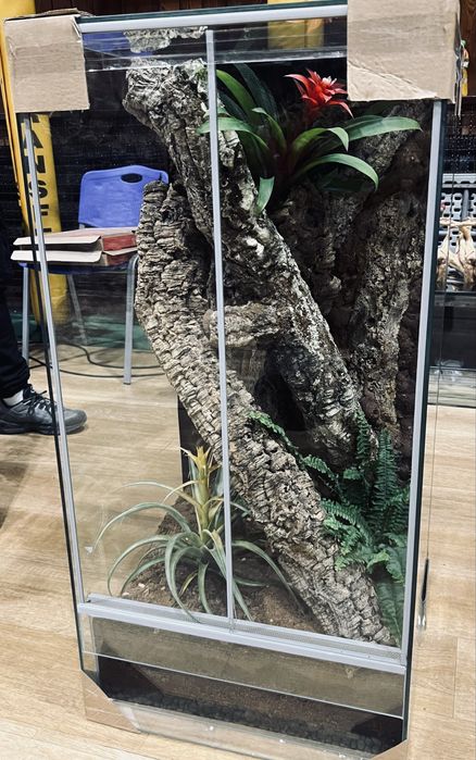 Nowe terrarium 50 x 50 x 100 z gekonem orzęsionym samcem tricolor