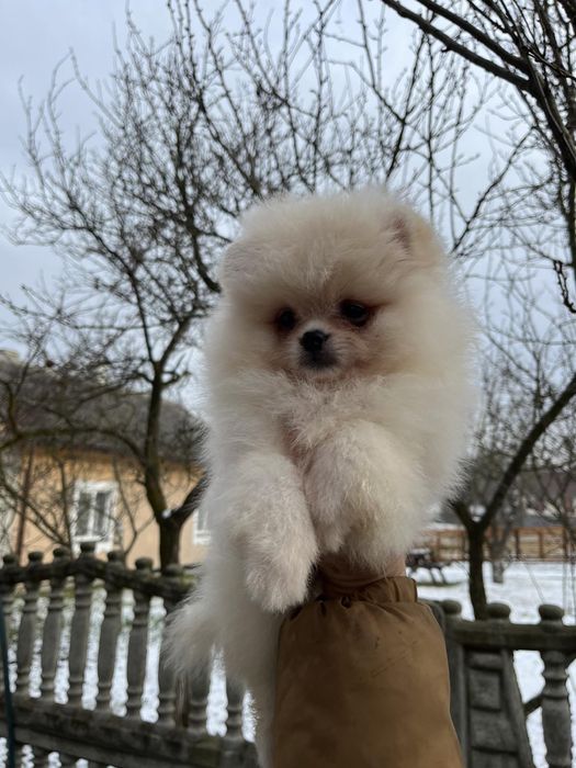 Хлопчик Мішка шпиць