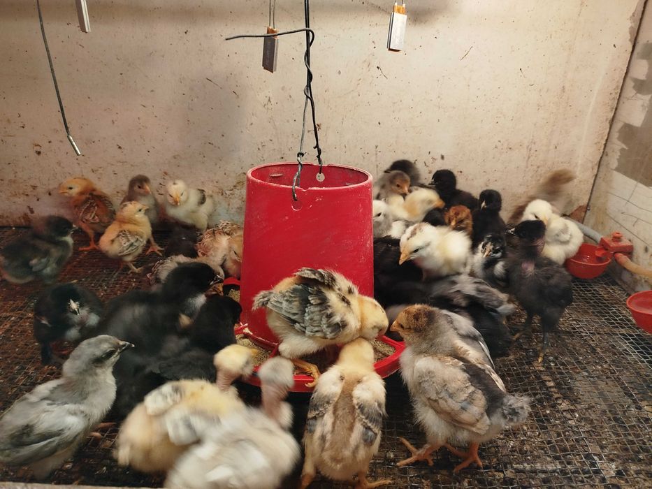 Ovos Galados Pintos, Frangos, Galos, Galinhas,  Fracas Patos Mudos