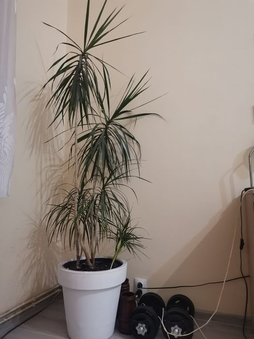 Dracena z donicą od podłogi ponad 180cm