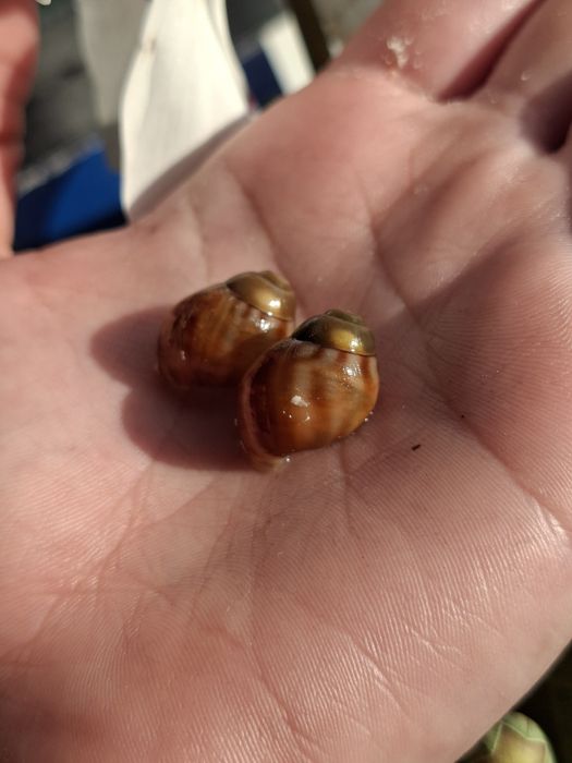 Архахатина бенін