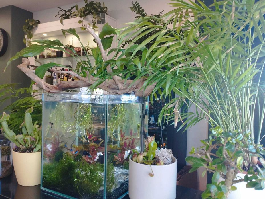 Trespasse restaurante Coimbra - Solum