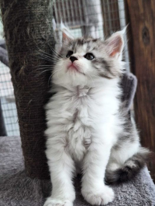Barbie Royal Cat Maine Coon
