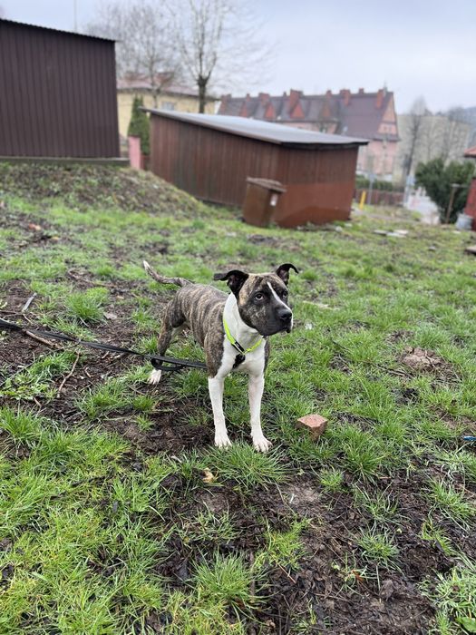 amstaff Staffordshire terrie