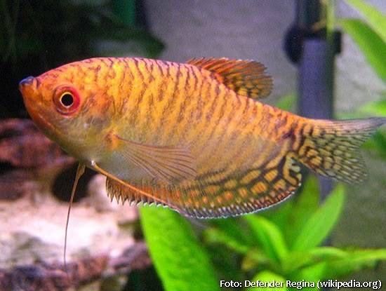 Tricogaster dourados e azuis