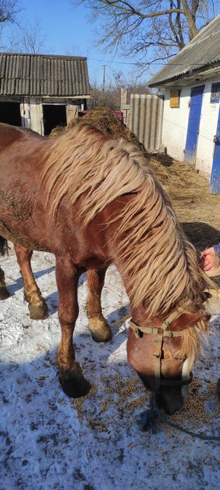 Продам Коня! Терміново