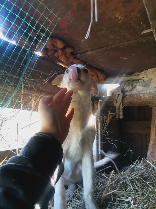 ЦУЦЕНЯТА стафлабрадор