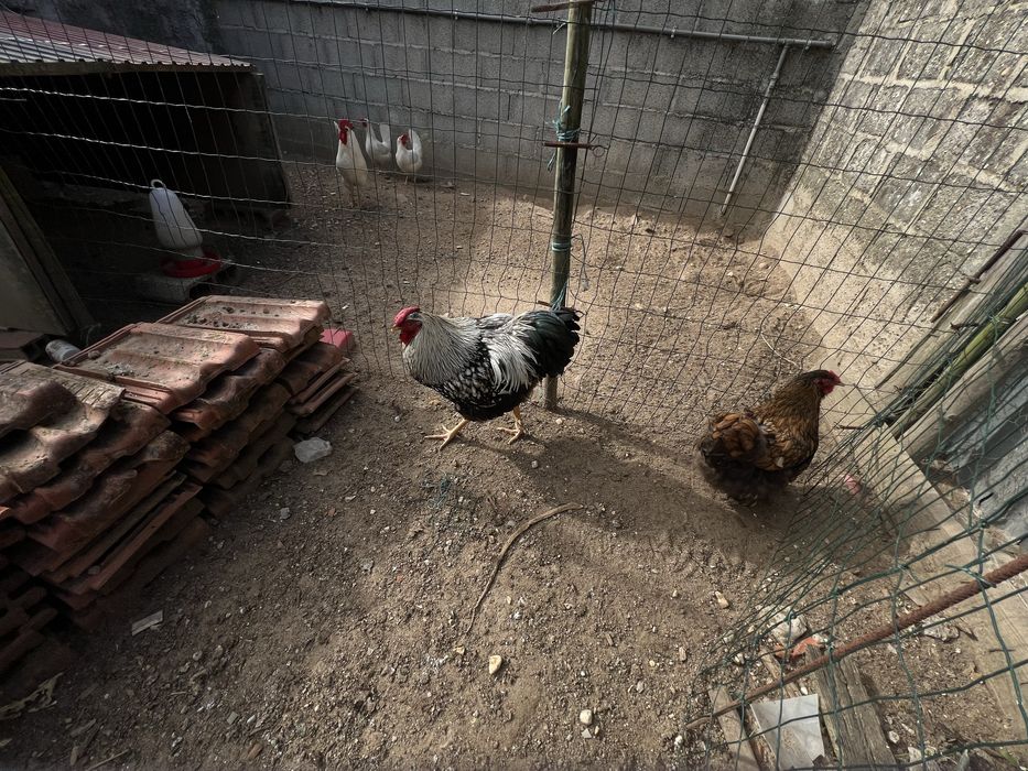 Galinhas várias raças