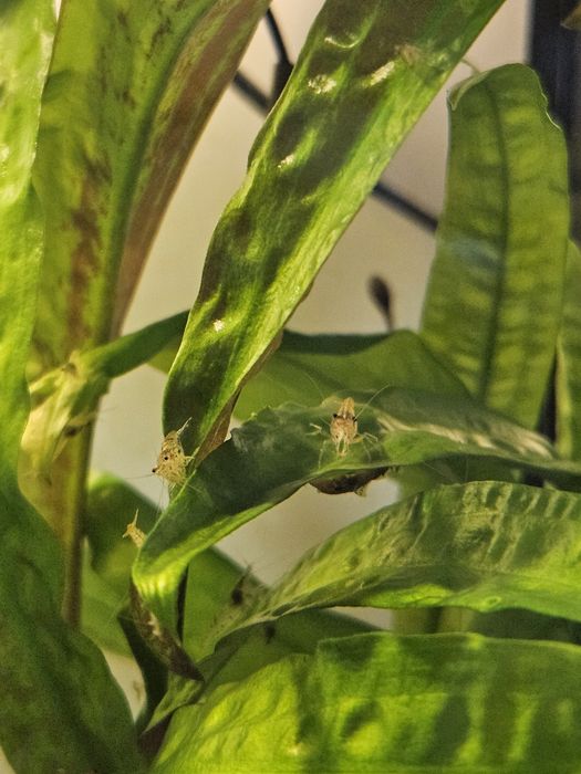 Sprzedam krewetki Neocaridina (kundelki)