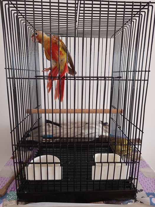 Gaiola para papagaios e aves criadas a mão