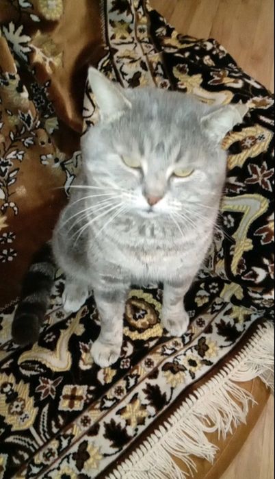 Отдам котика,в хорошие руки.