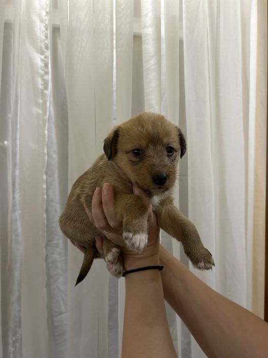 Отдам щенят  в хорошие руки