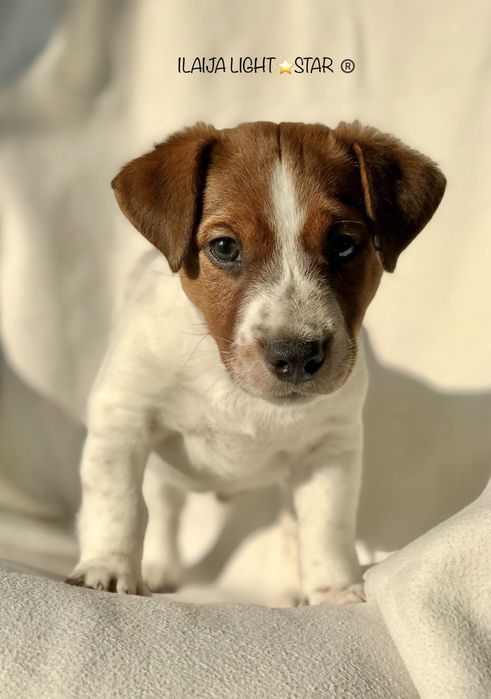 Мега-Мальчик Питомник КСУ