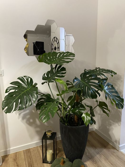Zdrowa, ogromna monstera