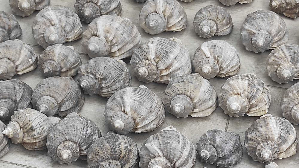 Ракушка рапана, декоративна морська ракушка