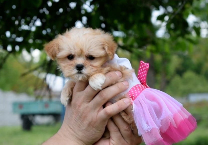 Мини девочка Мальтипу -Ф1. Микро мини