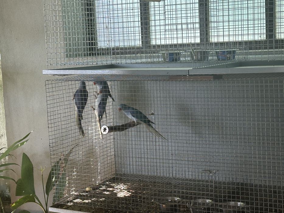 Ringnecks cleartail de 2025