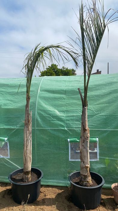 Coqueiros vários tamanhos
