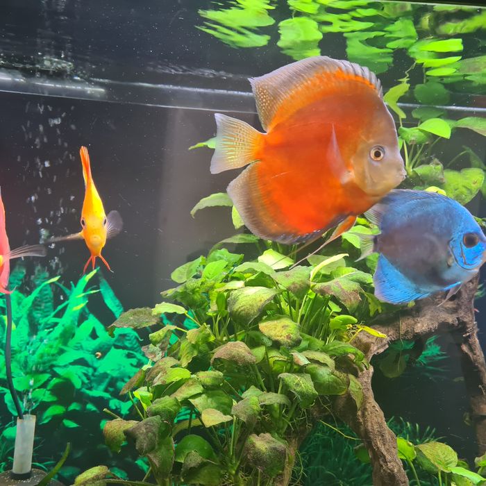 Aquario Grande Completo