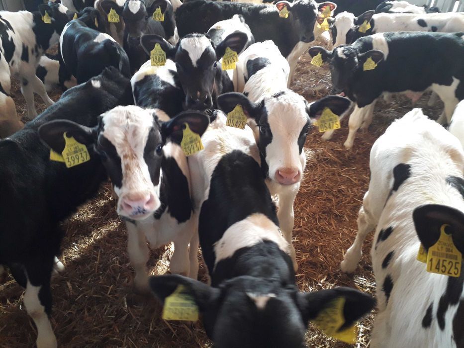 Cielęta mięsne  Simental, startery, odsadki, samodzielne, na mleko