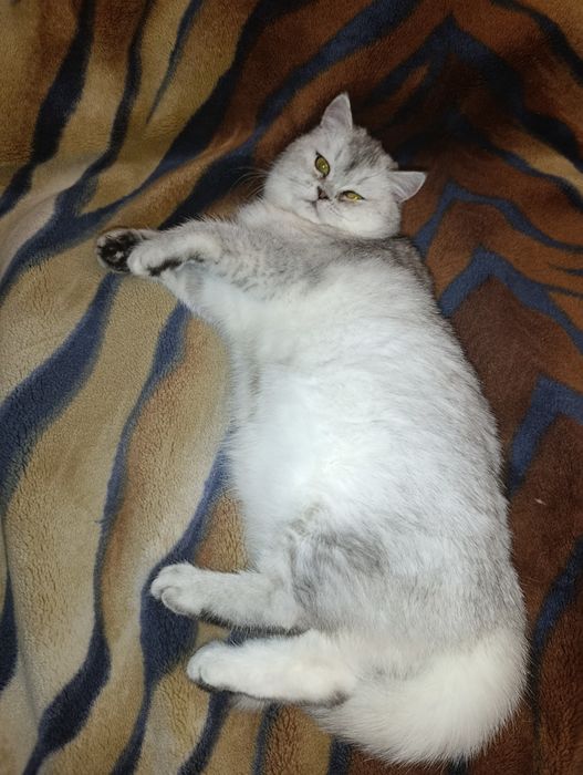 Шикарная Шотландская прямоухая Девочка. Серебристая шиншила.